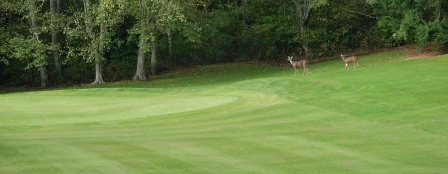 Two deer standing beside a fairway at Dakota Creek Golf Course